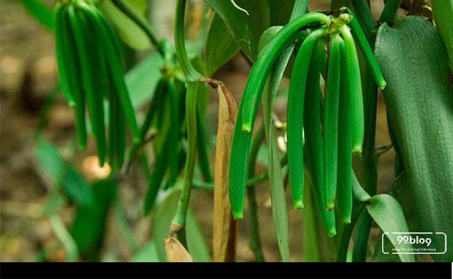 To Make Added Value Vanilla Export Better, Ministry of Trade Urged the Trade Attache and ITPC