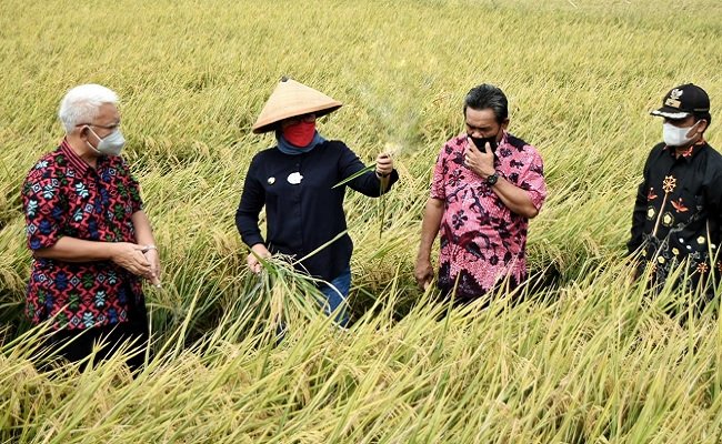 Bupati Indramayu : Perbaikan Irigasi Tingkatkan Produksi Padi