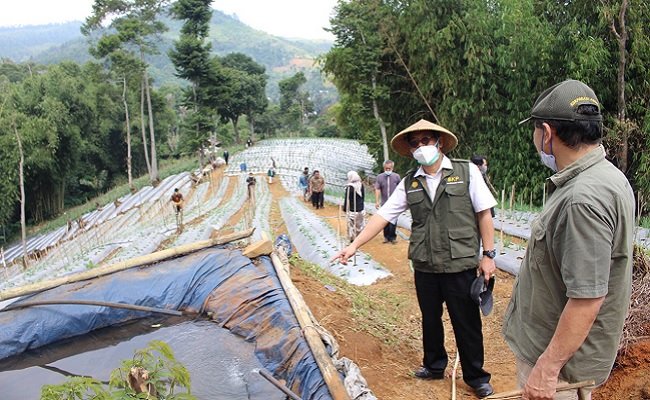 Pertanian Keluarga Tingkatkan Kesejahteraan Petani Sumedang