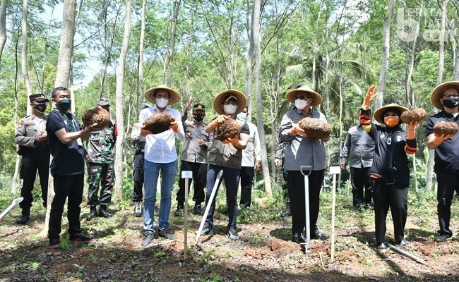 Porang Trenggalek Tembus Pasar Dunia, Berikut Syaratnya