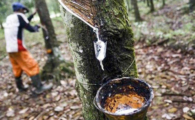 Harga Karet Sicom Turun Rp 198/Kg pada Selasa 6 Agustus 2024