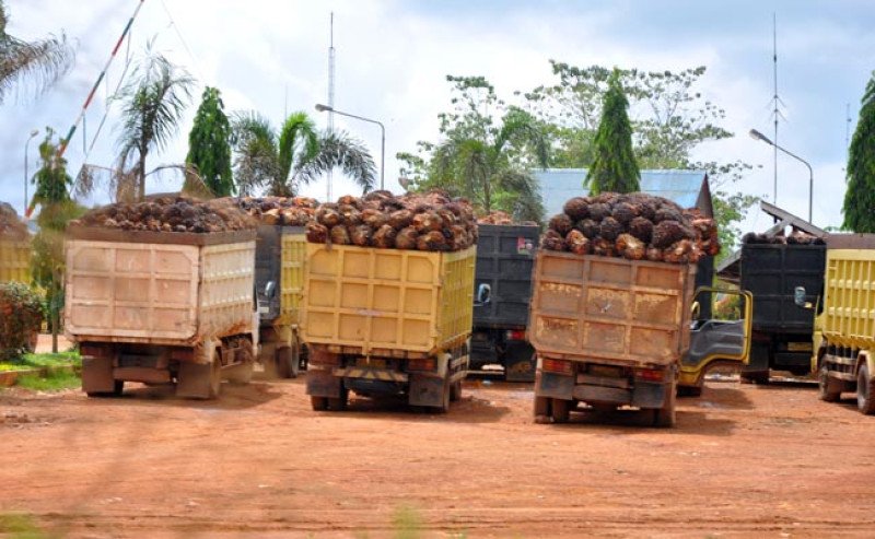 Harga TBS di Sumatera Utara Turun di Periode 14-20 Agustus 2024