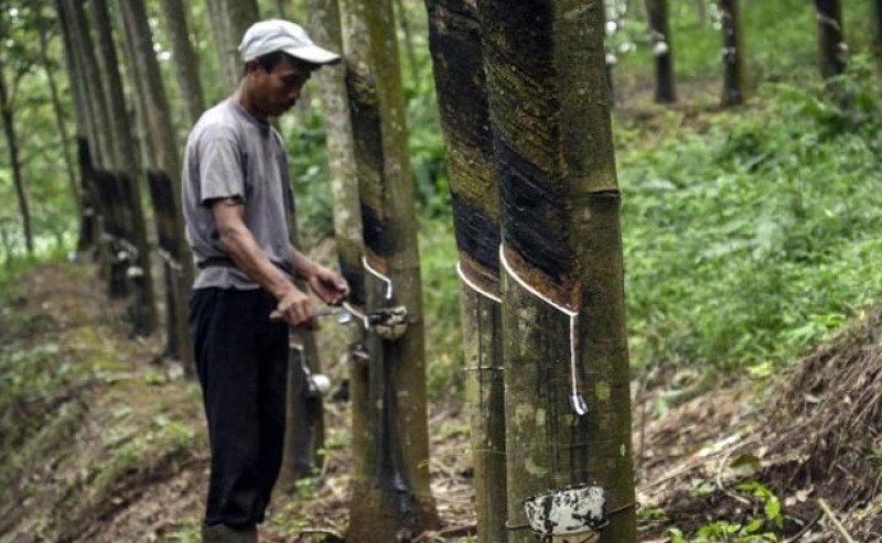 Harga Karet Kering di Sicom Naik Rp 107/Kg Pada Selasa 27 Agustus 2024