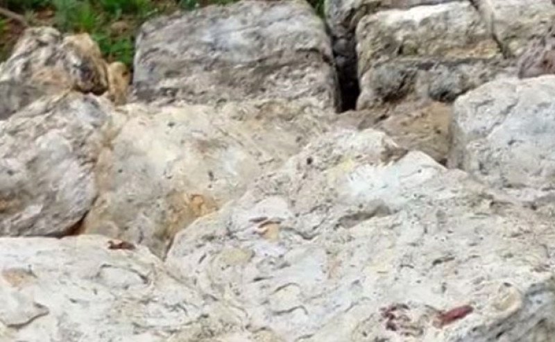 Harga Karet Rebound, SGX Sicom Catat Kenaikan Rp245/kg