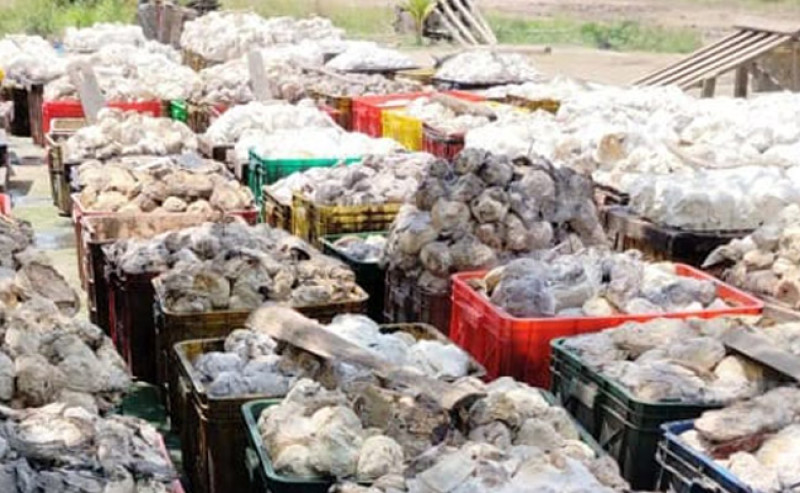 Harga Karet SGX Sicom Selasa 12 Agustus 2025 Naik Lagi, Tertinggi Rp27.573 Per Kilogram