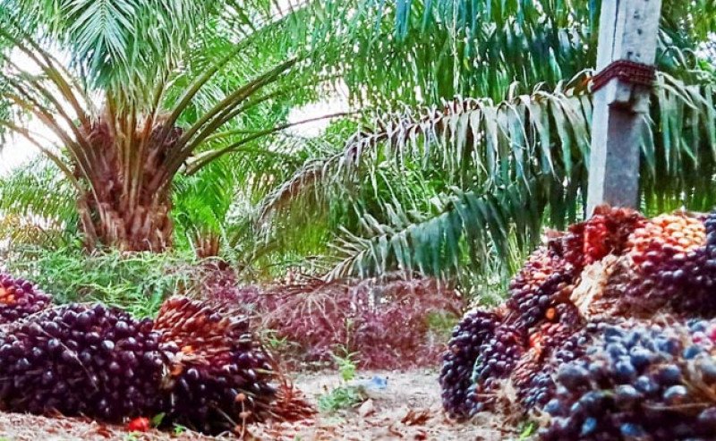 Harga TBS Sawit Plasma Riau Periode 13-19 Agustus 2025 Naik, Tertinggi Rp3.631/Kg