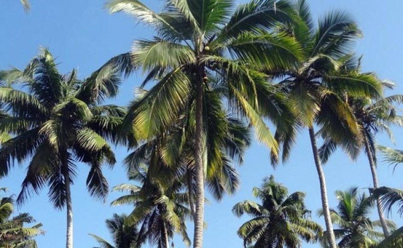 Belitung Timur Gagas Investasi Perkebunan Kelapa 2.165 Hektare