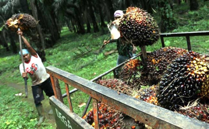 Harga TBS Sawit Sumsel Sentuh Rp3.480,61/Kg di Periode II Agustus 2025