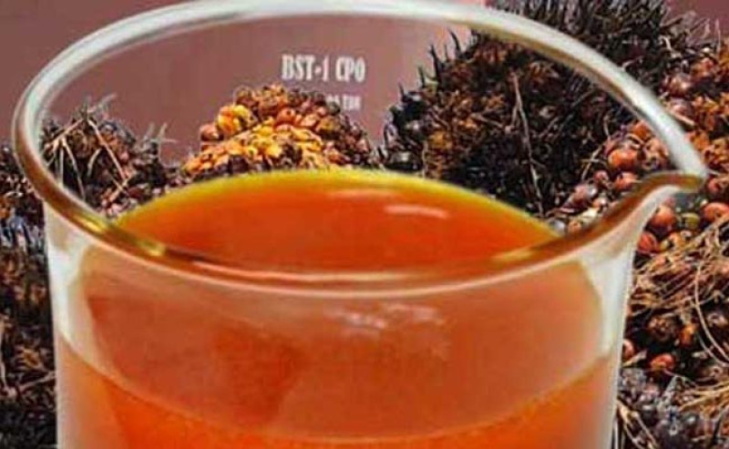 Pasar Global Sawit Menguat, Harga CPO KPBN Inacom Naik ke Rp14.600/Kg Pada Jumat (22/8)