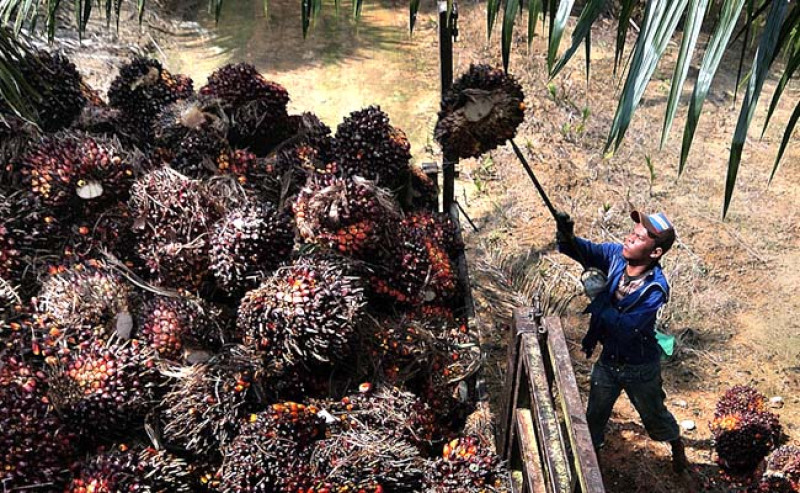 Harga TBS Sawit Kaltim Periode I Agustus 2025 Naik ke Rp3.140,12/Kg