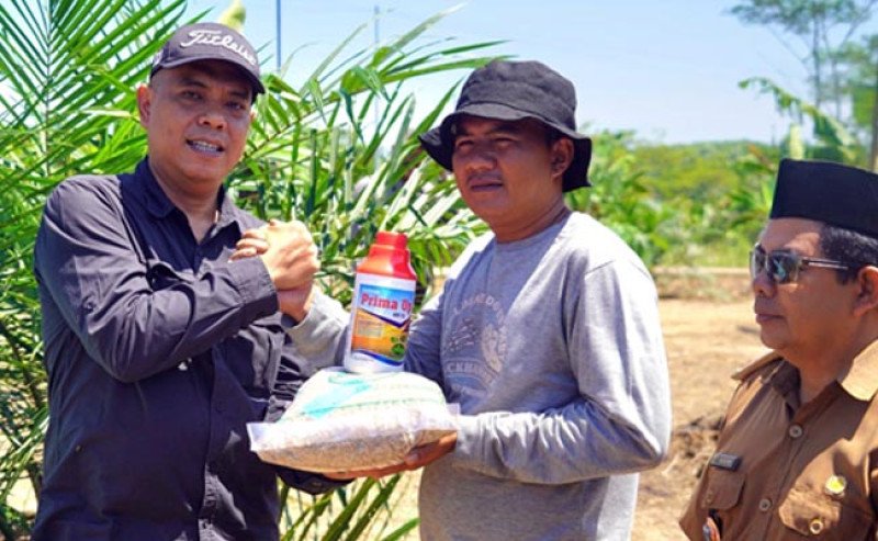 Perkuat Ketahanan Pangan, Kementan Genjot Integrasi Padi Gogo di Lahan PSR