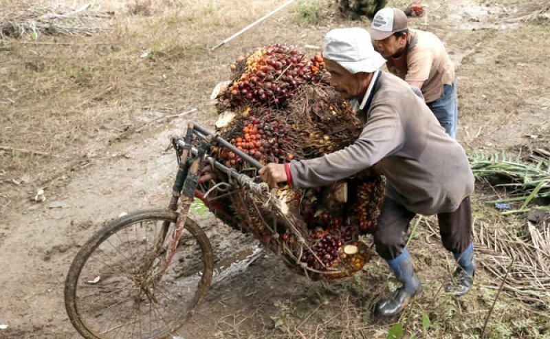 Harga TBS Sawit Swadaya Riau Turun di Periode 27 Agustus–2 September 2025