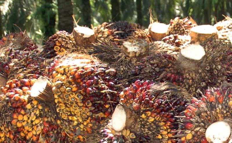Harga TBS Plasma Riau Nyaris Sentuh Rp4.000/Kg, Naik Rp54,71/Kg