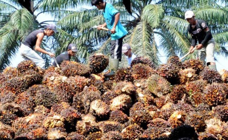 Harga TBS Sawit Sumut Melemah Tipis, Tembus Rp3.962,27/Kg pada Awal Agustus