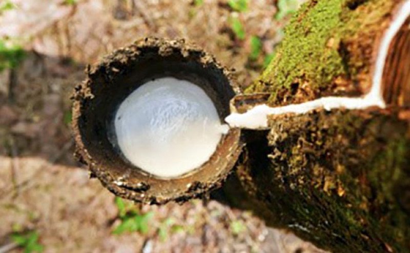 Harga Karet SGX-SICOM Anjlok Rp906 di Awal Agustus, Tertinggi Rp38.002 /Kg