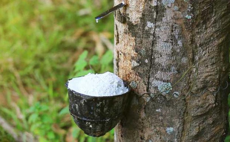 Harga Karet SGX–Sicom Rabu (5/8) Melonjak ke Rp38.927/Kg