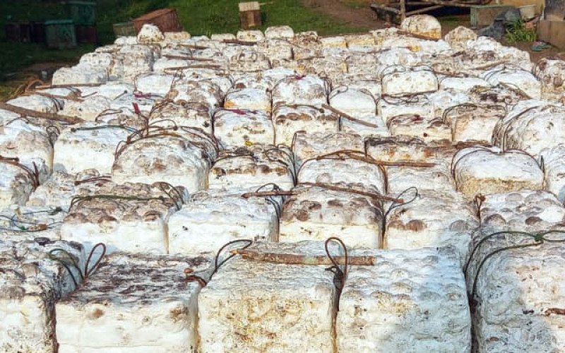Harga Karet SGX-SICOM Naik Tipis, Tembus Rp39.076/Kg pada Awal Pekan