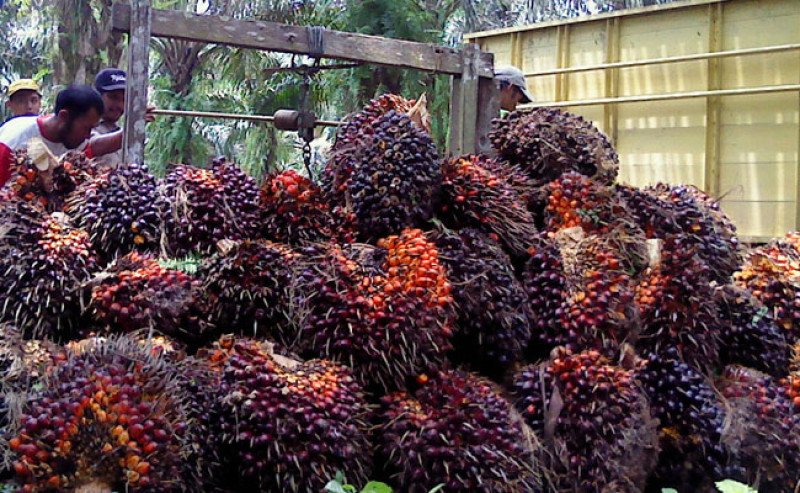 Harga Sawit Plasma Riau Naik Rp26,56 Menjadi Rp4.011,82/Kg