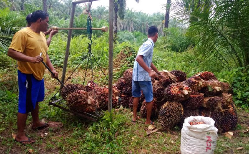 Harga TBS Sawit Swadaya Riau Periode 12-18 Agustus 2026 Turun Menjadi Rp3.874,89  per Kg