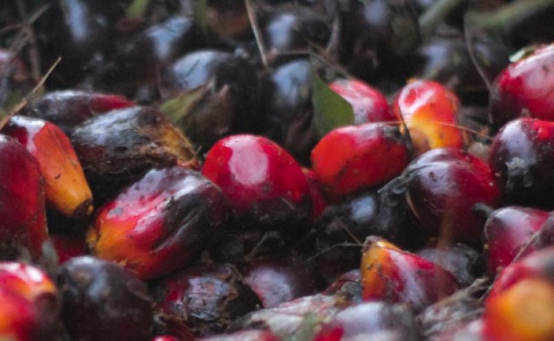 Harga TBS Sawit Kaltim Naik Rp33,58 Jadi Rp3.561,69 per Kg pada Periode I Agustus 2026