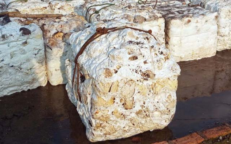 Harga Karet SGX-SICOM Naik Rp583/kg, Tembus Rp42 Ribu pada Akhir Pekan