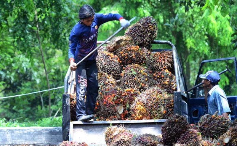 Harga TBS Sawit Swadaya Riau Naik Rp44,33/Kg, Tanaman 9 Tahun Rp3.878,72