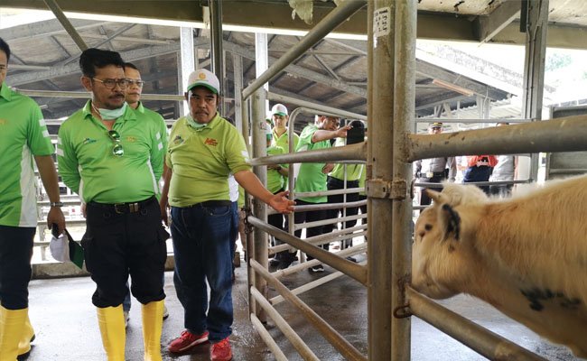 Mentan SYL Minta Ternak Unggulan Kementan Disebarluaskan untuk UMKM