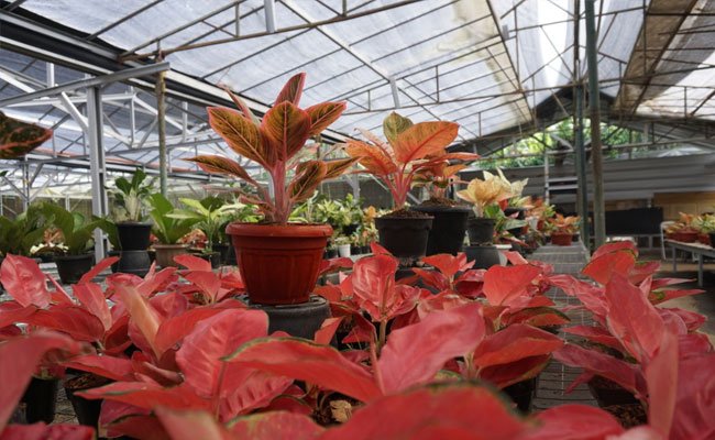 Demands on Decorative Plants: Turnover Reached up to 1 Billion