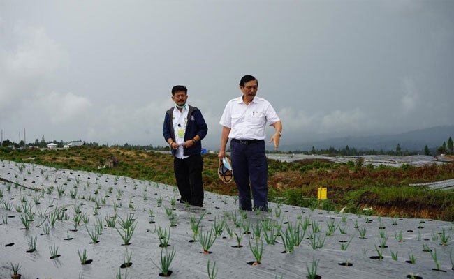 January 2021, The Planting in Food Estate Would be accomplished