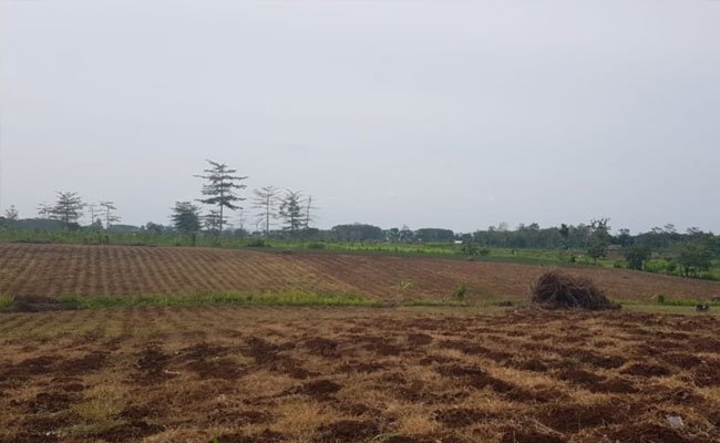 Kementan Manfaatkan Lahan Perhutanan Sosial Garap PATB Padi