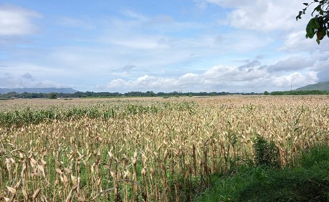 Tanam Jagung, Petani Jember Raup Untung Di Akhir Tahun