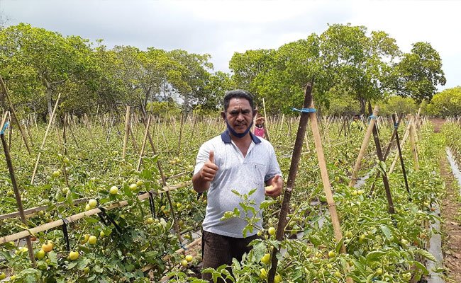 The Farmers’ Stories Who Develop Chili and Graduated Their Children until Undergraduate Level