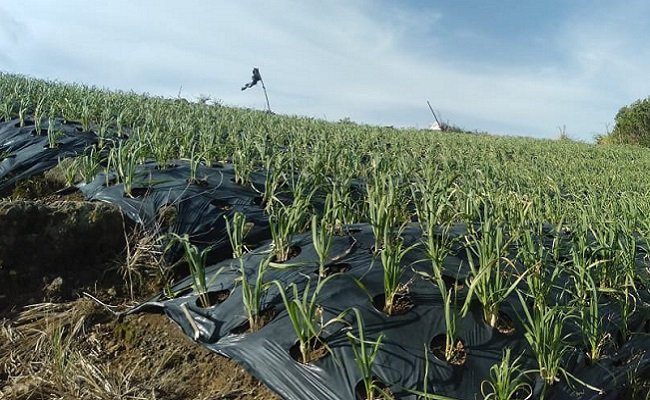 Bawang Putih Lokal Didorong Masuk Pasar Konsumsi 