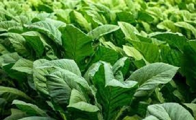 Misbakhun Ingatkan Kemenkeu Bersikap Adil kepada Petani Tembakau