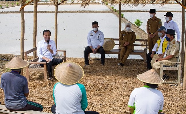 Presiden Jokowi Tegaskan Produksi Padi Dalam Kondisi Optimal