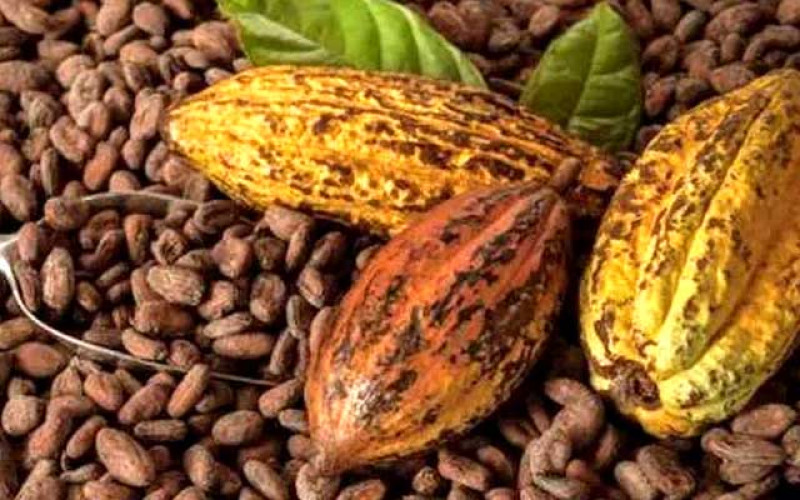 Harga Referensi Biji Kakao Menguat 12,09% di Periode Desember 2023