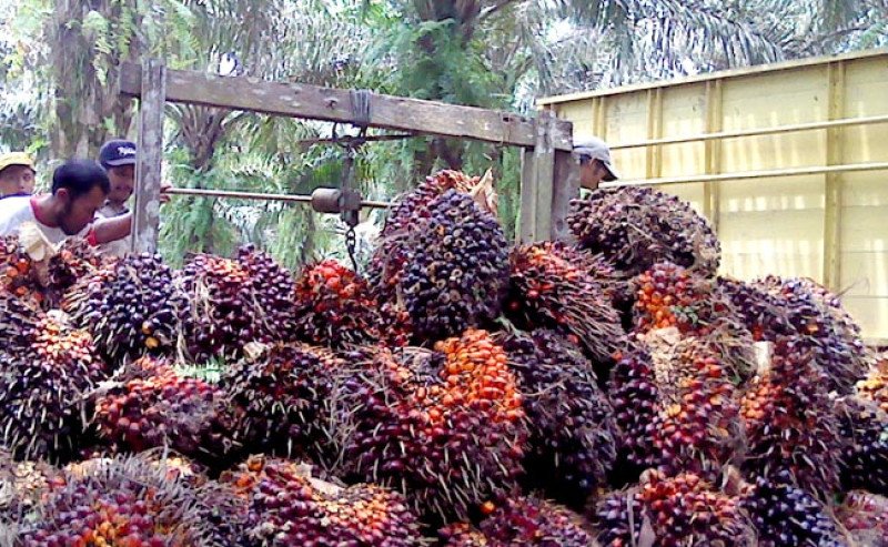 Kementan Sempurnakan Regulasi Penetapan Harga Pembelian TBS untuk Lindungi Petani Sawit Swadaya