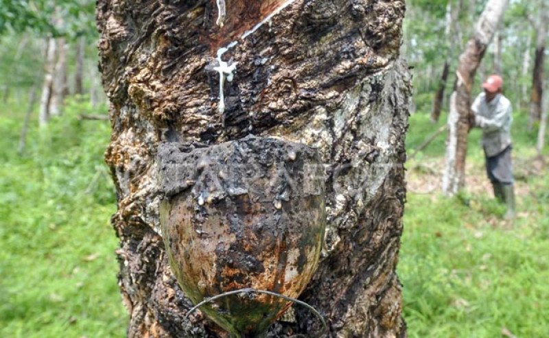 Harga Karet di SGX Sicom Turun Tipis pada Kamis 5 Desember 2024