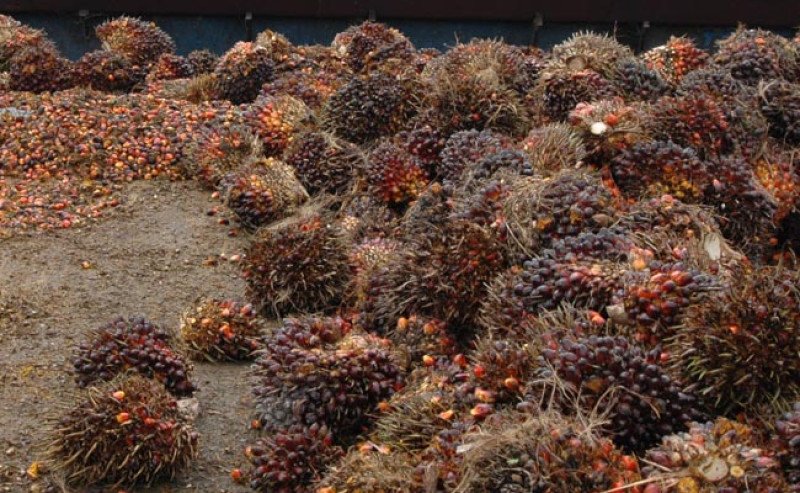 Harga TBS Sawit Sumut Periode 4 hingga 10 Desember 2024; Tertinggi Rp 3.717,24 per Kilogram