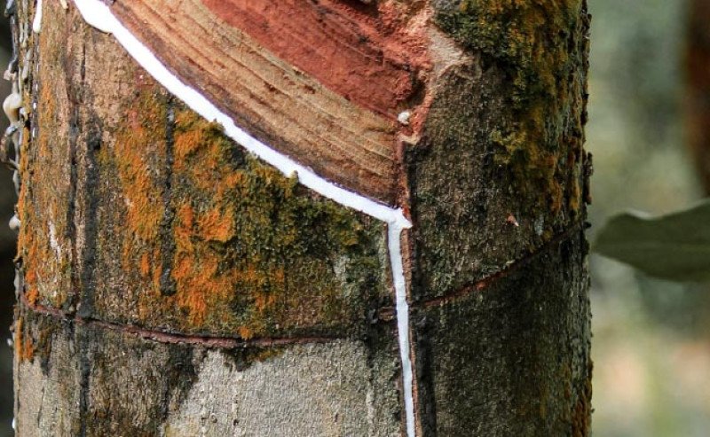 Harga Karet di SGX Sicom Turun Rp 131 pada Selasa 10 Desember 2024