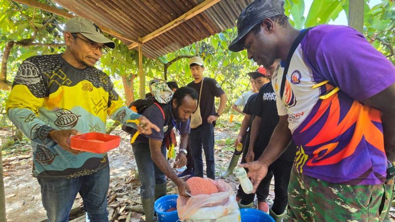 Jayapura Mulai Inisiatif Produksi Kakao Berkelanjutan Bersama Mars dan IDH