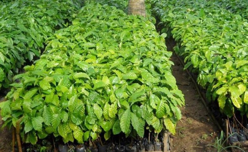 Kementan Bagikan Benih Kopi Unggul dan Pupuk Organik ke Petani Kopi Luwu