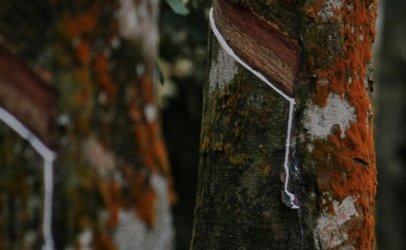 Harga Karet di SGX Sicom Turun Rp 257 pada Rabu 18 Desember 2024