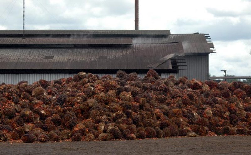 Harga TBS Sawit di Kaltim Periode I-Desember 2024; Tertinggi Rp 3.251,96/Kg