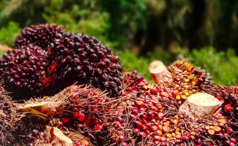 Harga TBS Sawit di Jambi Anjlok Rp 172 di Periode Akhir Desember 2024