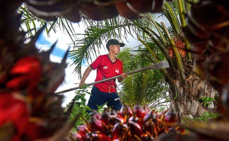 Harga TBS Sawit Petani Swadaya Riau Turun Rp 184 di Periode 25 Desember 2024 Hingga 7 Januari 2025