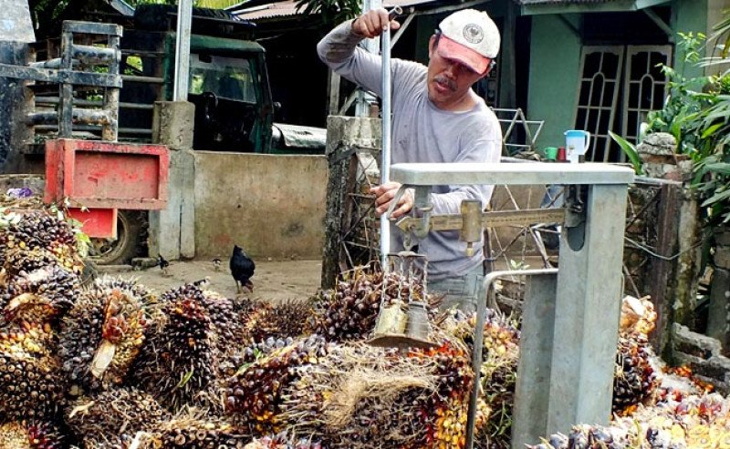 Harga TBS Sawit Swadaya Riau Naik, Sentuh Rp 3.412 per Kg untuk Periode 26 November – 2 Desember 2025