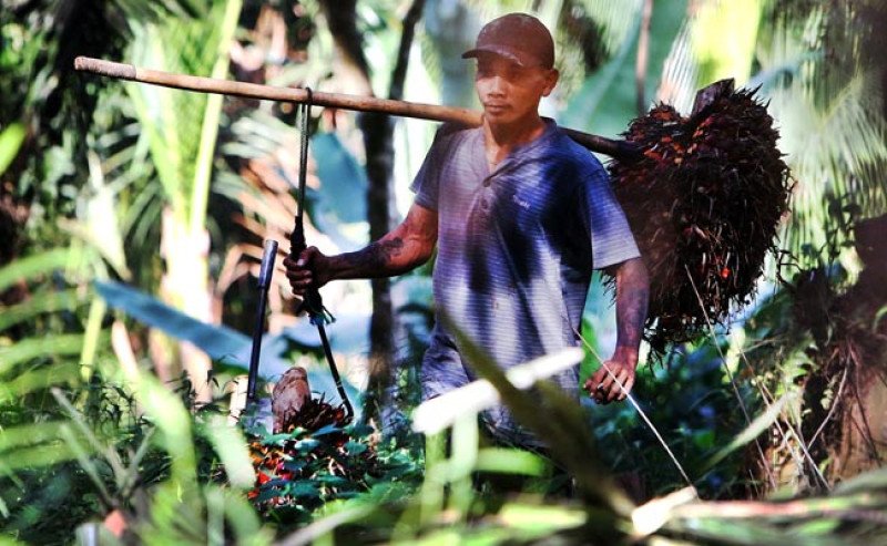 Harga TBS Sawit Jambi Naik Menjadi Rp 3.418,53/kg di Awal Desember 2025