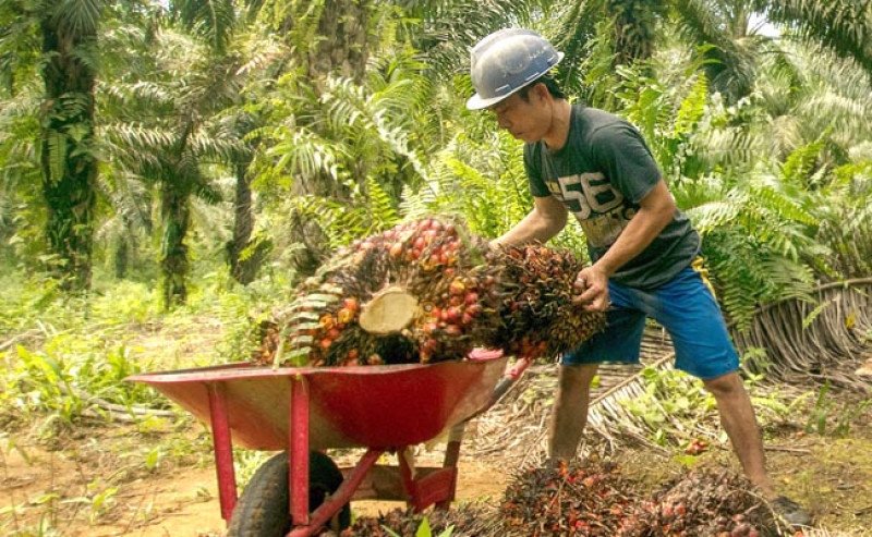 Harga TBS Sawit Plasma Riau Turun di Awal Desember, Usia 9 Tahun Jadi Rp 3.460 per Kg