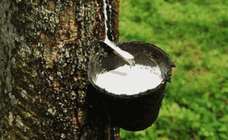 Harga Karet SGX Sicom Jumat (12/12) Turun Tipis, Tertinggi Rp 28.559 Per Kg